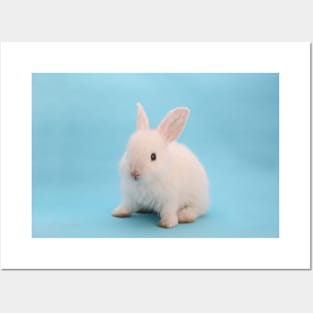 baby bunny Posters and Art